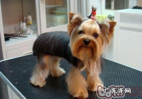 小狗的营养缺乏症疾病有哪些