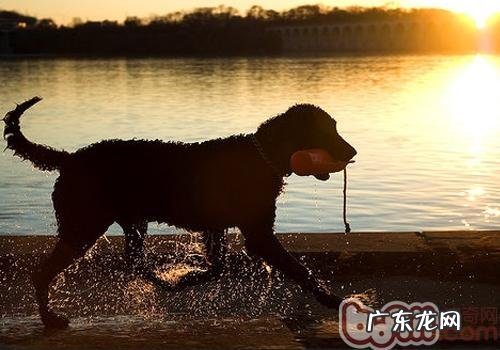 小狗嘴唇溃疡怎么办