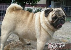 肥胖病对小狗有哪些危害