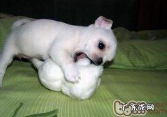 如何防止小型狗孕妇难产