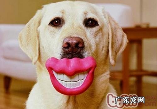 小狗普遍的口腔内部疾病有哪些