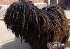 狗狗呕吐与拉肚子的基础医治