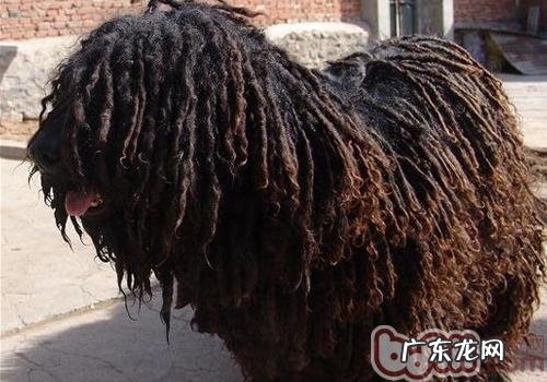 狗狗呕吐与拉肚子的基础医治