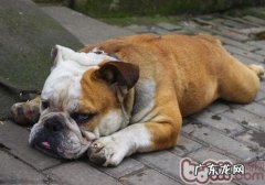 小狗得佝偻病症状怎们办