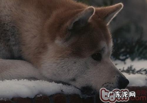 老狗要避免 什么病症