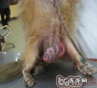 犬乳腺肿瘤的预防方式