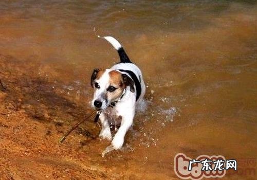 非常容易忽略的小狗疾病有哪些