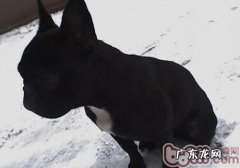 狗狗吐黏液的缘故