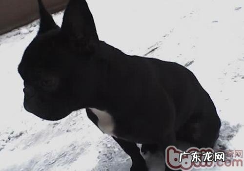 狗狗吐黏液的缘故