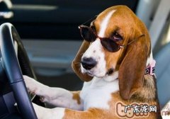 犬窝咳是常见疾病吗