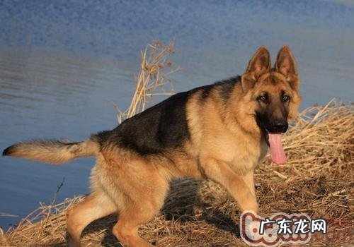 什么耳朵难题会损害小狗的耳朵里面