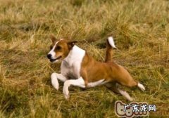 小狗肚子发硬的缘故有什么