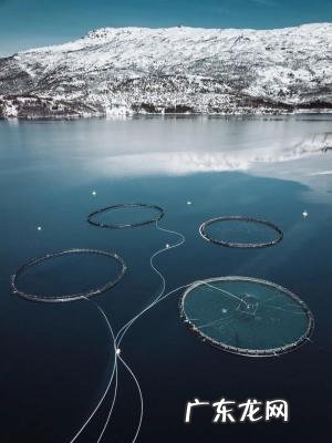 三文鱼多少钱一公斤 三文鱼多少钱一斤