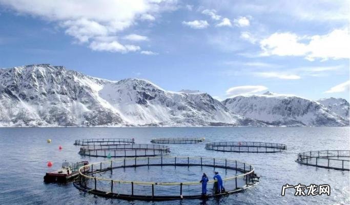 三文鱼多少钱一公斤 三文鱼多少钱一斤