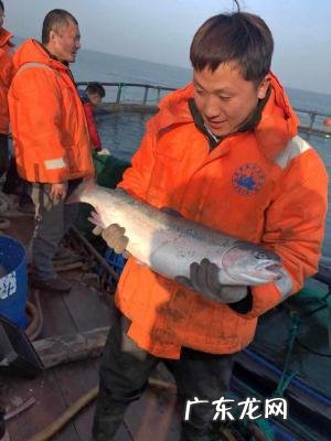 三文鱼多少钱一公斤 三文鱼多少钱一斤