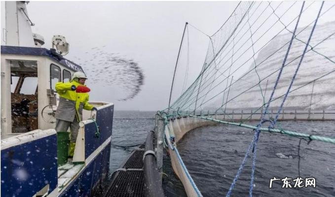 三文鱼多少钱一公斤 三文鱼多少钱一斤