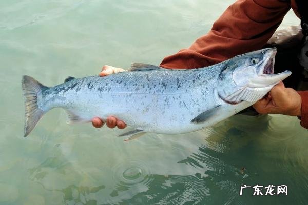 三文鱼多少钱一公斤 三文鱼多少钱一斤