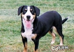 小狗贫血怎么办