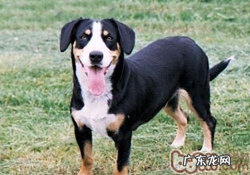 小狗贫血怎么办