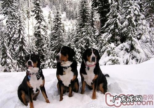 狗蜱虫如何治疗