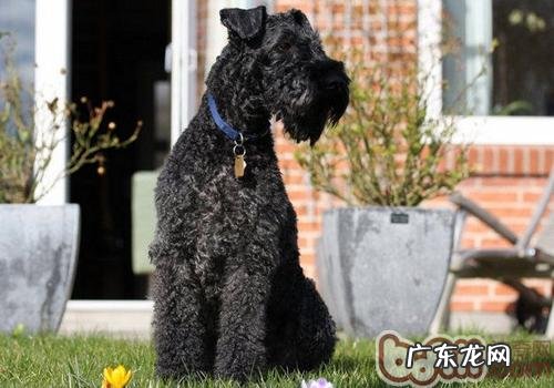 狗蠕形螨怎样治