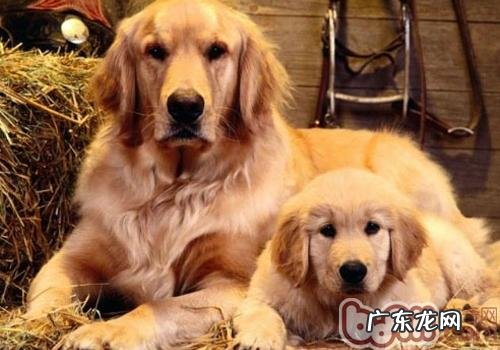 金毛狗狗狗流鼻涕该怎么办