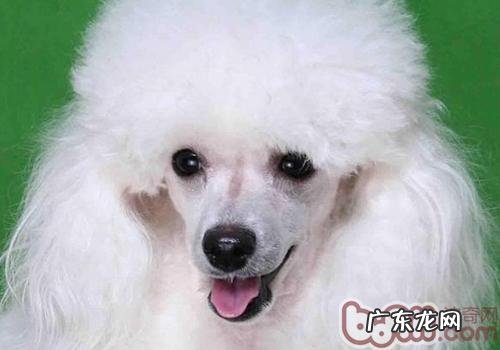 为什么小狗会得子宫蓄脓