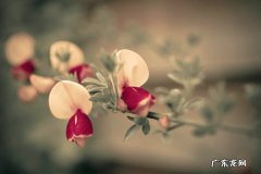 拼多多怎么投诉商家？有用吗？具体操作流程