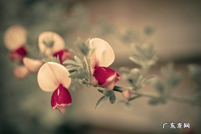 拼多多怎么投诉商家?有用吗?具体操作流程