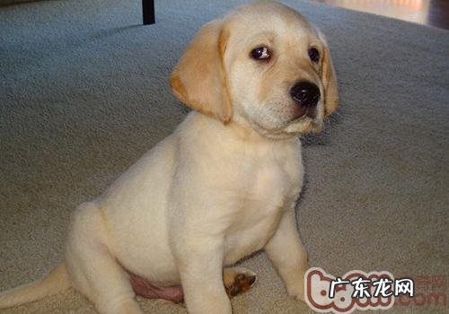 如何防止小狗得结石