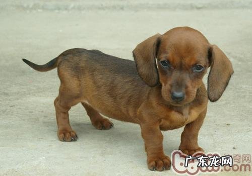 小狗猛饮水的缘故有什么