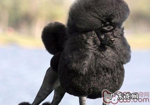 小心小狗得富贵病