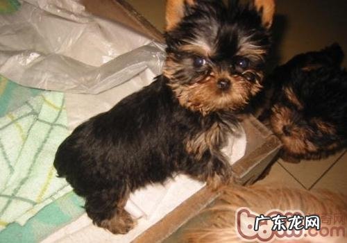 狗狗细小能治好吗