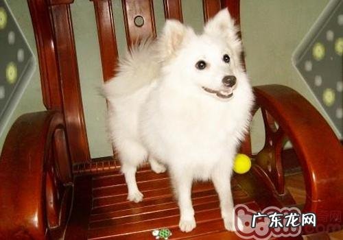 狗狗吃什么吐哪些该怎么办