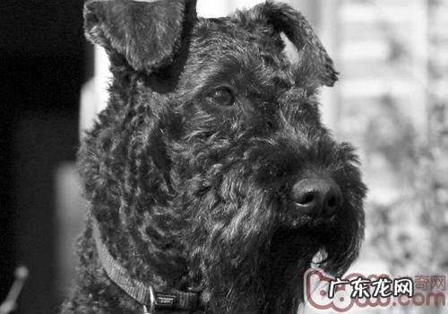 狗的犬瘟热症状