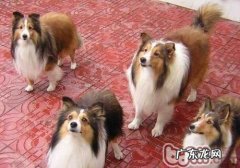 如何防止小狗小产