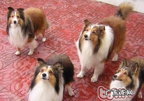 如何防止小狗小产