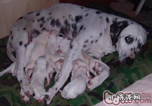 狗狗难产该怎么办