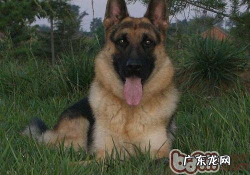 小狗缺钙的危害有什么