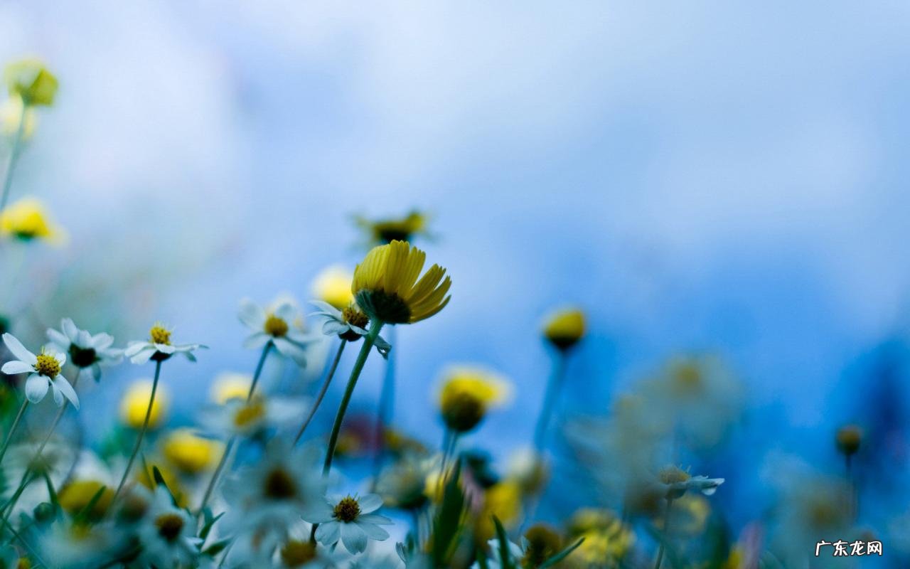 拼多多商家入驻条件是什么?平台规则有哪些?