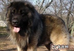 狗得狂犬病毒的病症