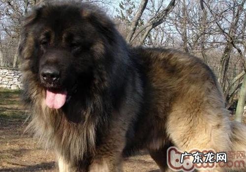 狗得狂犬病毒的病症