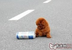 泰迪掉毛的缘故