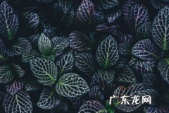 抖音个人资质认证有什么好处？有必要认证吗？