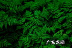 抖音随心推在哪里？有哪些功能？