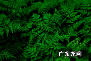 抖音随心推在哪里?有哪些功能?