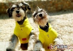 狗狗不吃东西还吐应该怎么办