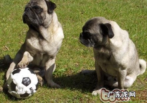 为何购买犬易得病