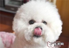 小狗皮肤疾病的产生缘故及病症