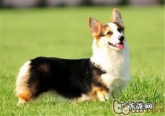 家中养宠物的务必药物有什么